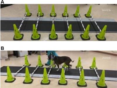 The impact of cavaletti height on dogs’ walking speed and its implications for ground reaction forces